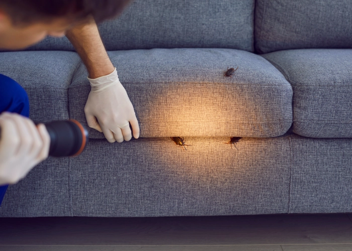 Tratamiento contra chinches en Santa Cruz de Tenerife 38001